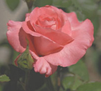 Pink rose closeup