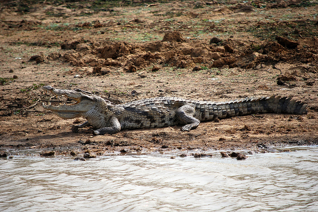 suchus dinosaurs