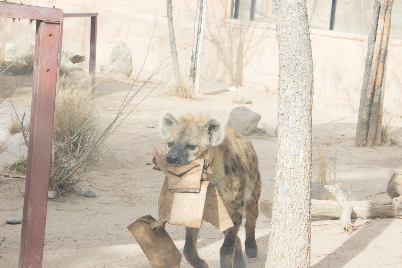 Hyena With Box 