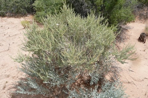 Chenopodiaceae Plant — City of Albuquerque