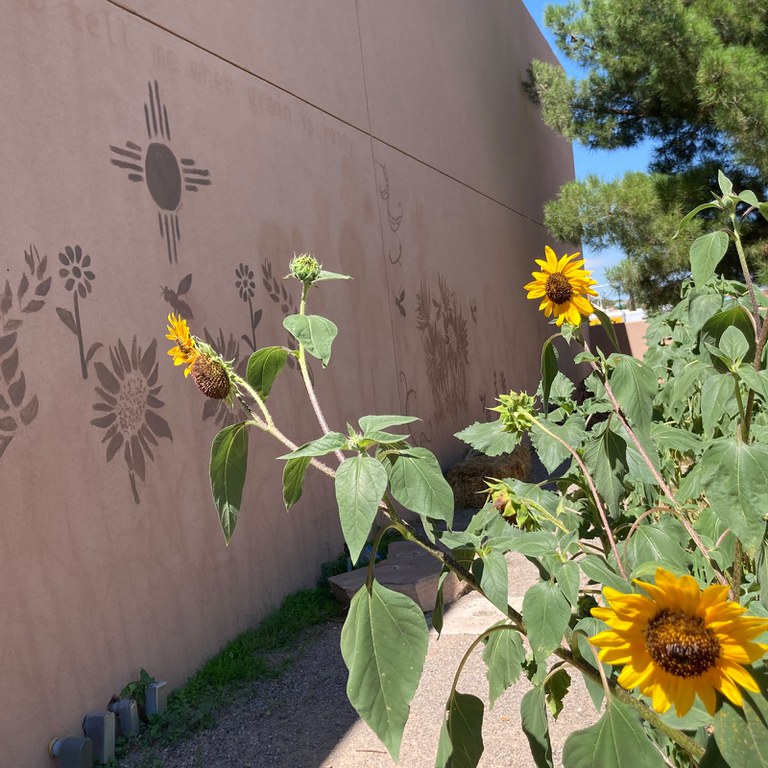 A garden on the Albuquerque Museum grounds with sunflowers.