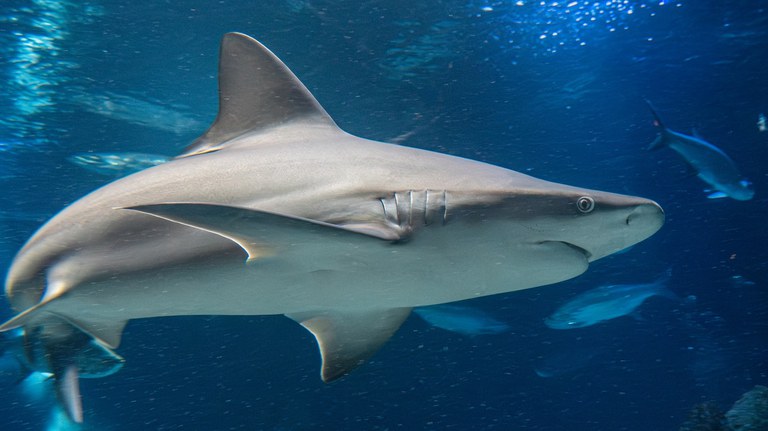 A sandbar shark looking at you while it swims by the aquarium viewing window