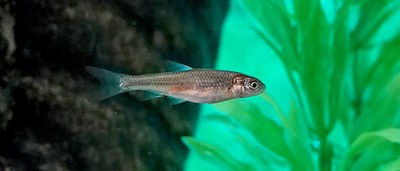 Rio Grande silvery minnow