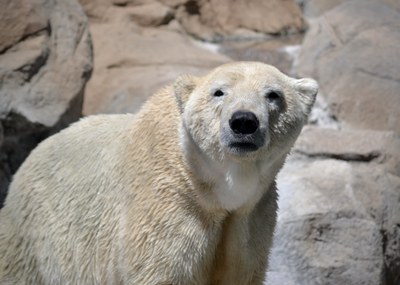 International Polar Bear Day