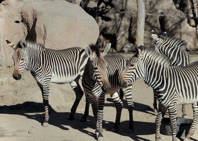 SOLD OUT - Zoo Homeschool Day