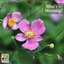 Japanese anemone "September Charm"