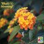 Lantana ‘Bandito Orange Sunrise’