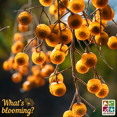 Western soapberries in the fall