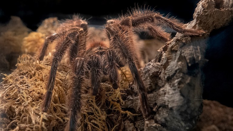 Tarantula at the ABQ BioPark BUGarium