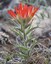 Castilleja-chromosa-web.jpg