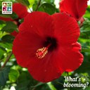 Tropical hibiscus