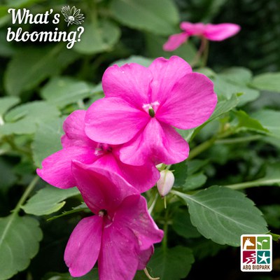 Impatiens