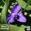 blooming-spiderwort2.jpg