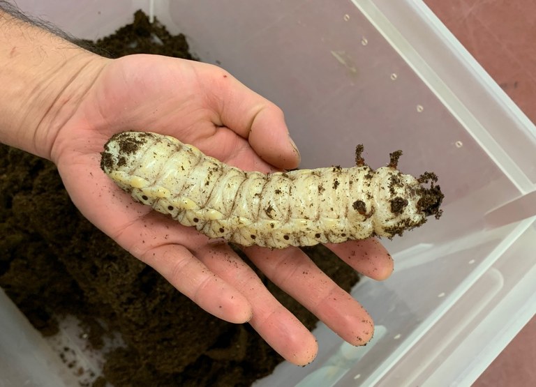 Goliath Beetle Larva.