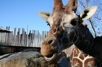 A close up of a giraffe.