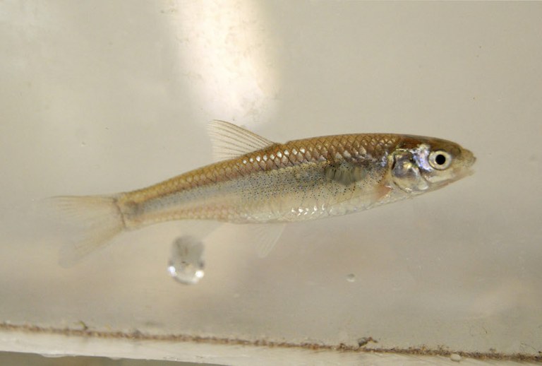 A Silvery Minnow.