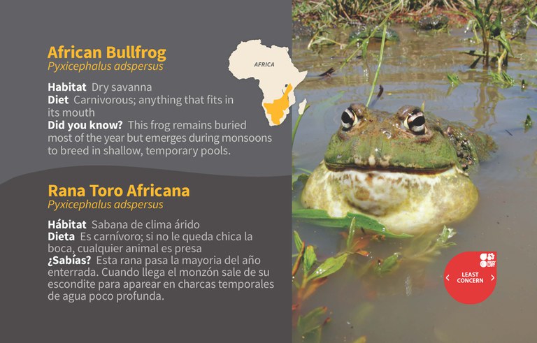 African Bullfrog ID 2020