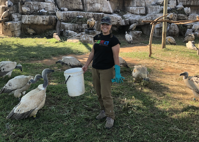 A person stands holding a bucket surrounded by vultures.