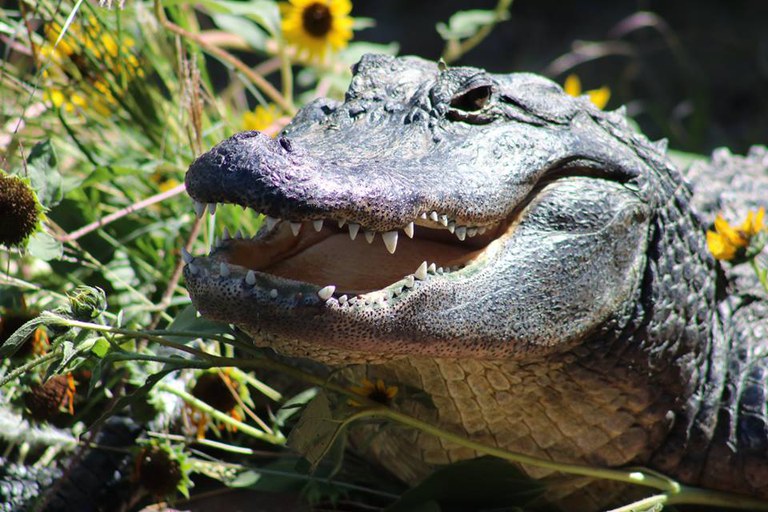 An American alligator female close up.