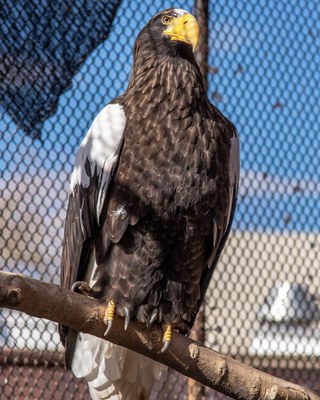 A young bald eagle (without the white head) perched on a branch.