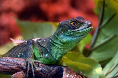 A basilisk lizard with a light green stomach and dark green back sitting on a branch with green leaves. 