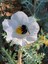 Sacramento Prickly Poppy with Bee