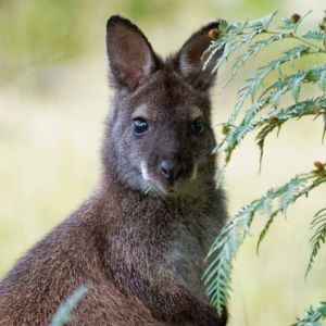 Bennett's Wallaby Headshot 