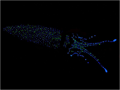 Bioluminescence example