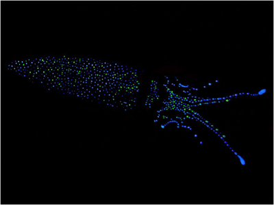 An overhead view of a squid at night dotted with bioluminescence.