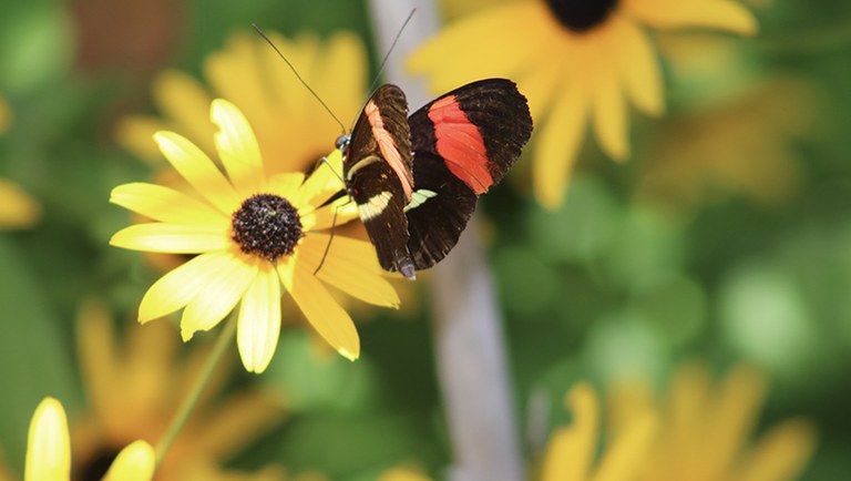 A red and black butterfly rests on a yellow flower.