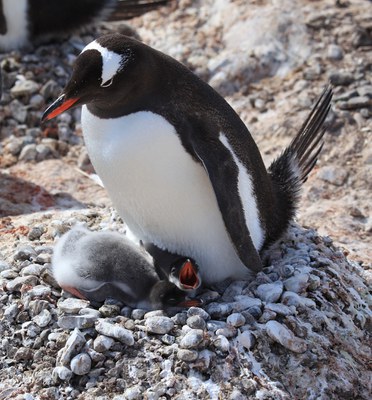 A penguin seated on a next with two young chicks.