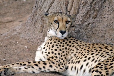 Annabelle the cheetah at rest at ABQ BioPark.