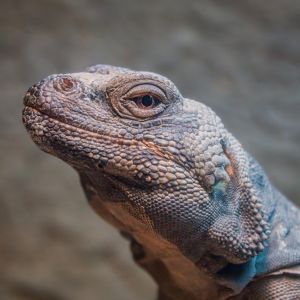 Chuckwalla Headshot 