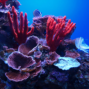 Headshot of Coral