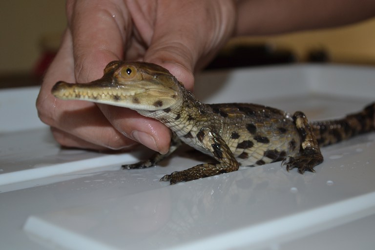 A baby crocodile.