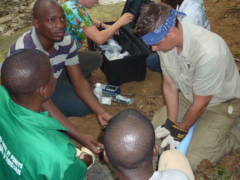 A group of people perform an examination of a crocodile in the wild.