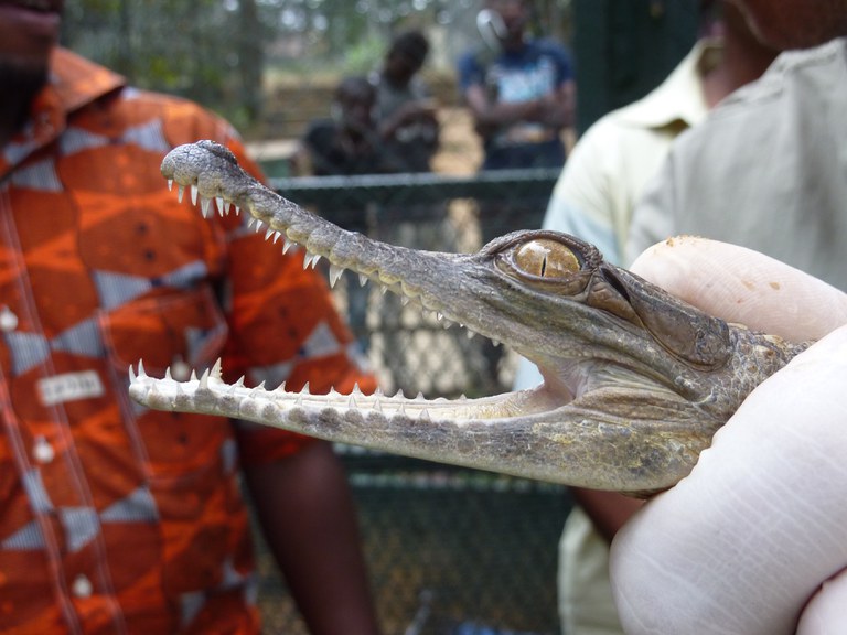 A juvenile crocodile.