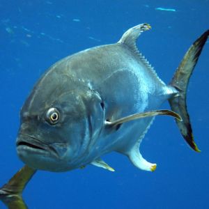 Crevalle Jack Headshot