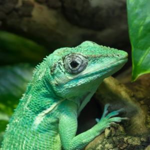 Cuban Knight Anole Headshot 