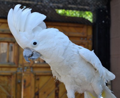 A cockatoo parrot.