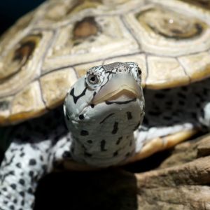 Headshot of Diamondback Terrapin