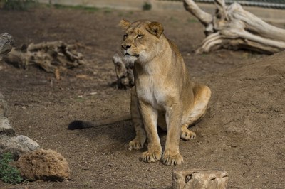 Dixie the female African lion.