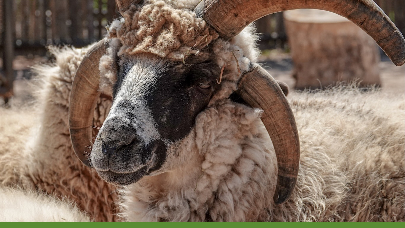 Navajo-Churro sheep at Heritage farm