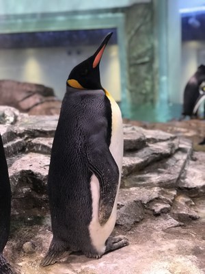 A king penguin standing on a concrete platform in its enclosure.