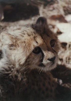 A close up of a young cheetah cub.