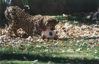 A young cheetah plays with a soccer ball on a grassy field covered with fall leaves.