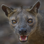 Fossa Headshot Animal Yearbook