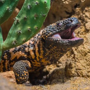 Gila Monster Headshot 