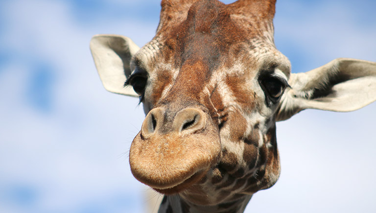 A close-up view of a giraffe's head facing the audience. Behind it is a blue sky with clouds.