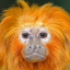 Golden Lion Tamarin Headshot Animal Yearbook